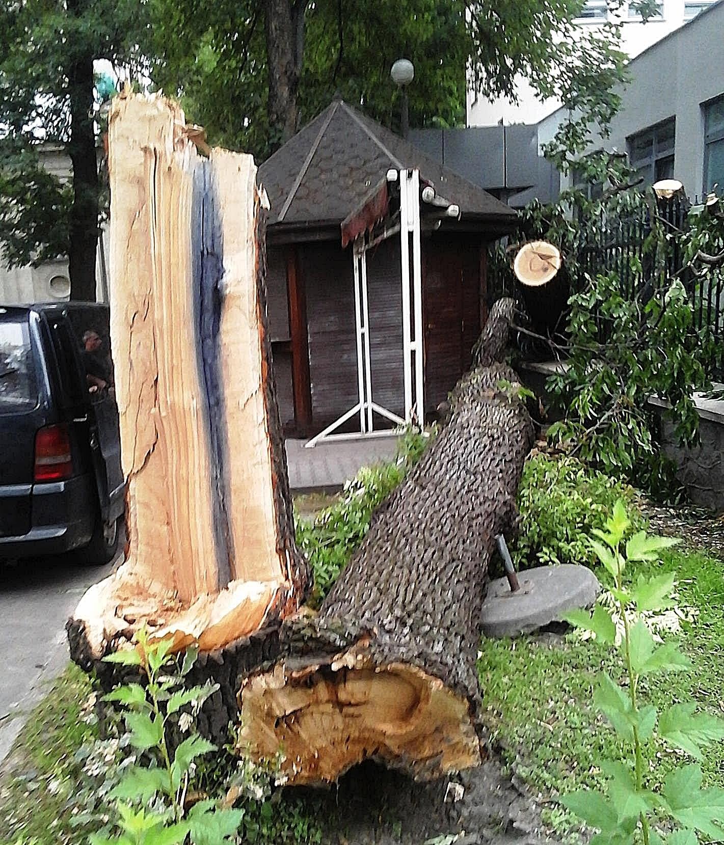 Połamane drzewo po wichurze, widoczny pień z ciemnym przebarwieniem, powalone gałęzie i fragment budynku w tle. Praca po usunięciu skutków nawałnicy.