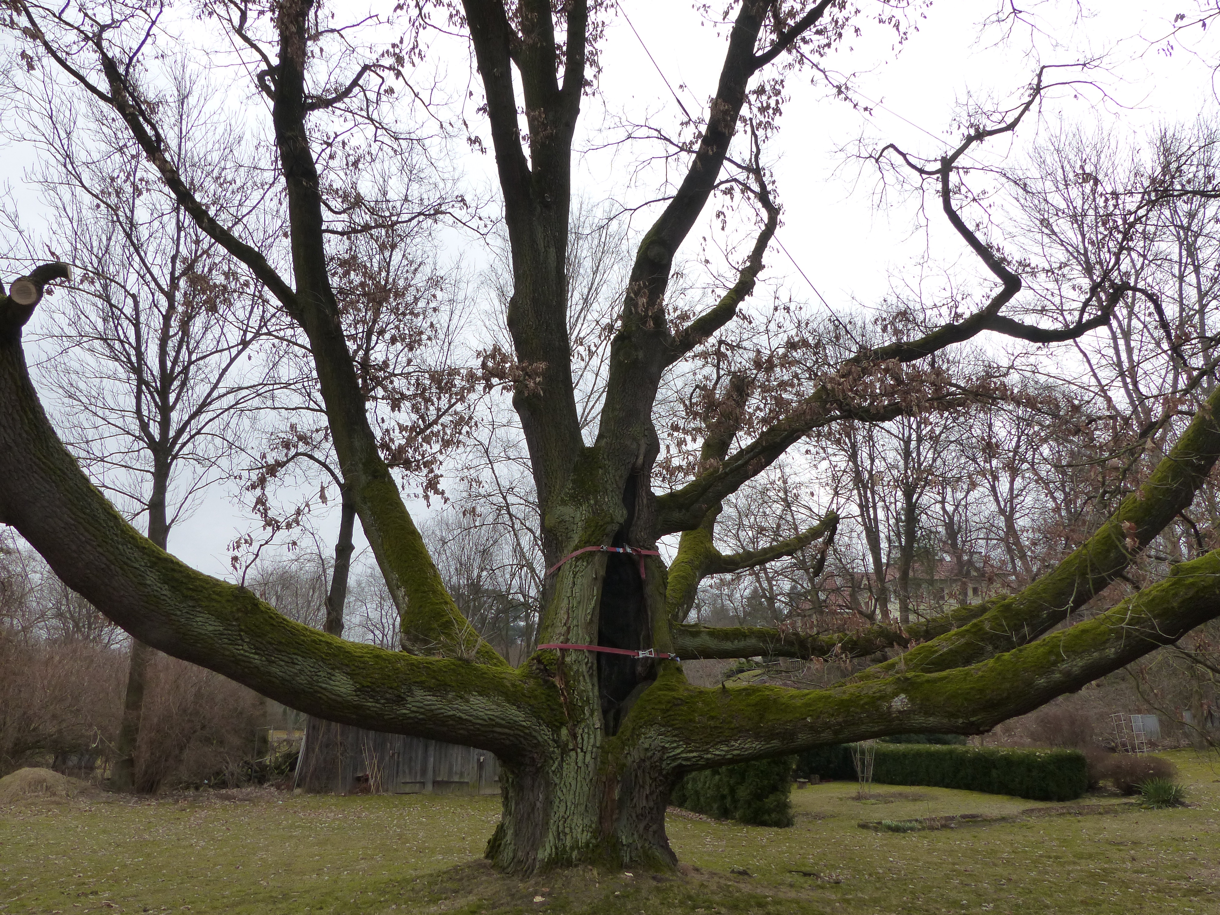 Stary, rozłożysty dąb z mchem na korze, zabezpieczony taśmami spinającymi pęknięty pień, widoczny na tle trawnika i innych drzew bez liści.