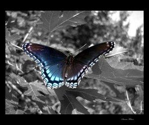 rozbiórki i wyburzenia, wywóz gruzu,rekultywacja terenu,wlasny transport,usŁugikoparko-Ładowarką