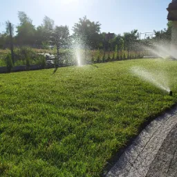 Automatyczne nawadnianie trawnika zraszaczami w słoneczny dzień, widoczne krople wody w powietrzu, obrzeże z kostki brukowej i rząd małych drzewek w tle.