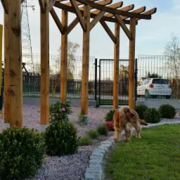 Drewniana pergola w ogrodzie z nasadzeniami, kamiennym obrzeżem i psem rasy cocker spaniel w tle ogrodzenie i samochód.