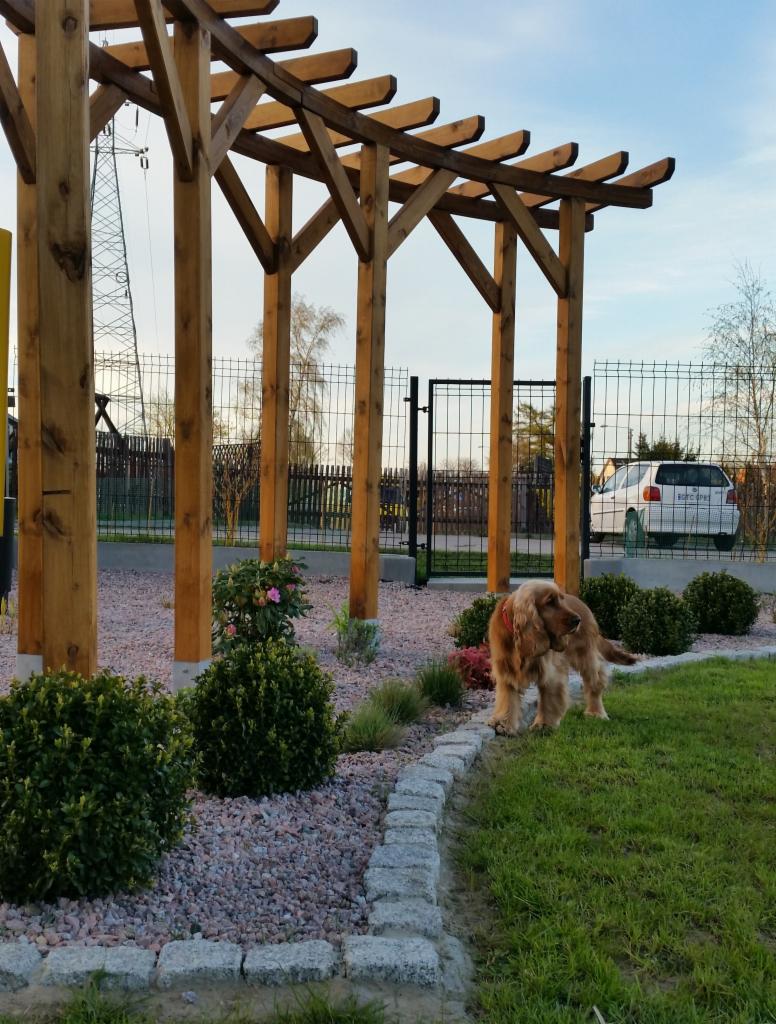Drewniana pergola w ogrodzie z nasadzeniami, kamiennym obrzeżem i psem rasy cocker spaniel w tle ogrodzenie i samochód.
