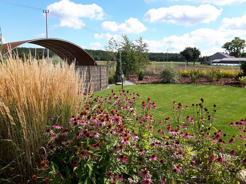 Starannie utrzymany ogród z równo przystrzyżonym trawnikiem, rabatami z jeżówkami purpurowymi i ozdobnymi trawami, oraz zadaszeniem nad drewnianym płotem w tle.