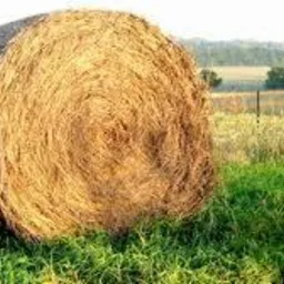 Bala siana na łące, widoczne źdźbła trawy w pierwszym planie, w tle drzewa i niebo.