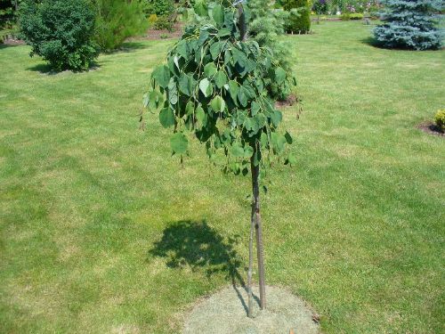 Ogrodnicze Wsparcie Konkurencyjne Ceny