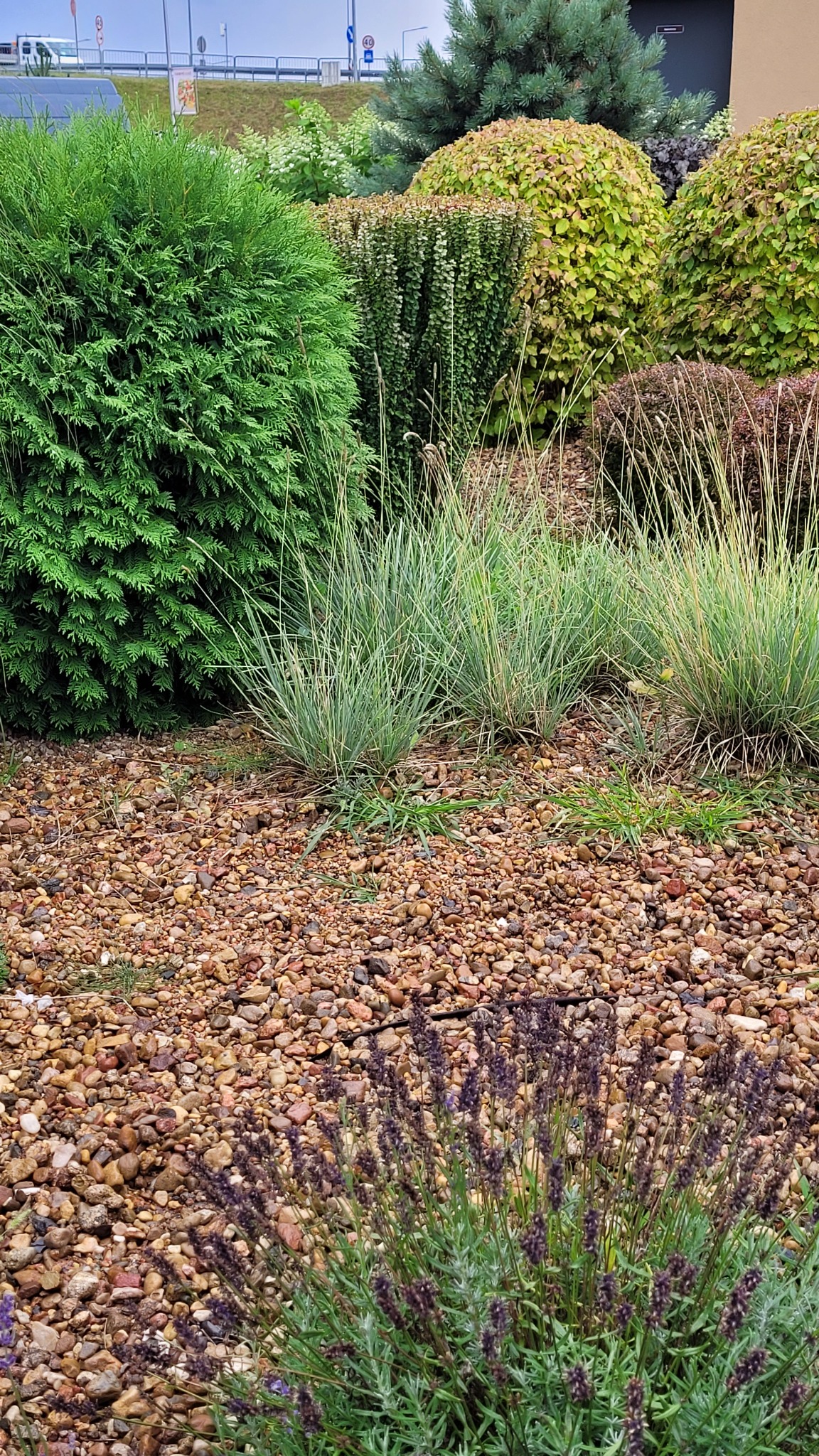 Fragment ogrodu z różnorodną roślinnością: kuliste tuje, trawy ozdobne, lawenda na żwirowym podłożu, w tle budynek i droga.