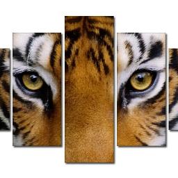 Tygrys Obraz na płótnie
