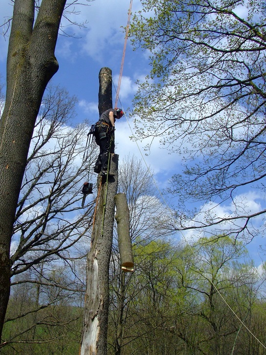 pielęgnacja i wycinka drzew