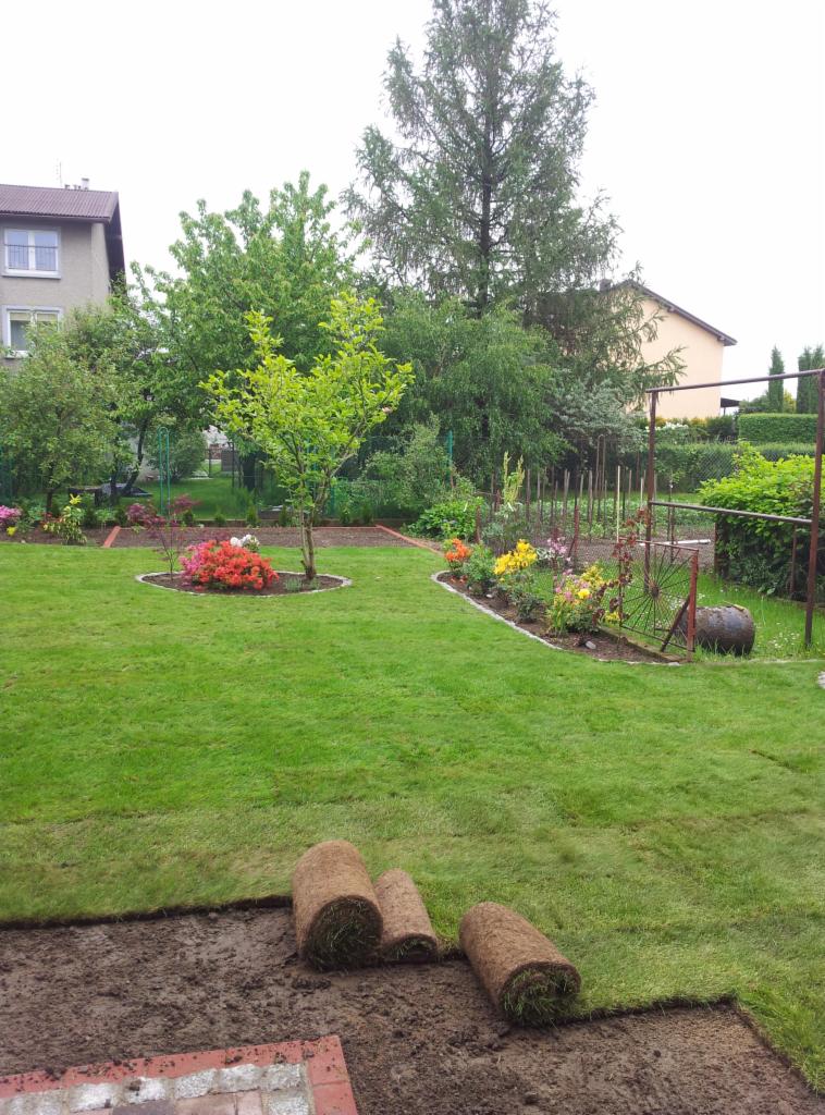 Rozwinięta trawa z rolki na trawniku z rabatami kwiatowymi i drzewami. W tle domy i wysokie drzewa iglaste. Częściowo ułożona trawa z rolki.