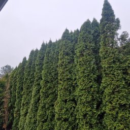 Wycinka drzew Reda 4