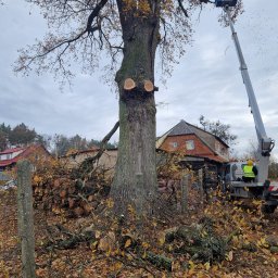 Tomasz - Wysoka platforma robocza przy częściowo wyciętym drzewie, z widocznymi świeżymi cięciami. Na ziemi leżą gałęzie i liście, w tle budynki.