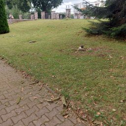 Tomasz - Zielony trawnik z resztkami po przycinaniu drzew, widoczne fragmenty gałęzi i liści na trawie i kostce brukowej. W tle drzewa i ogrodzenie.