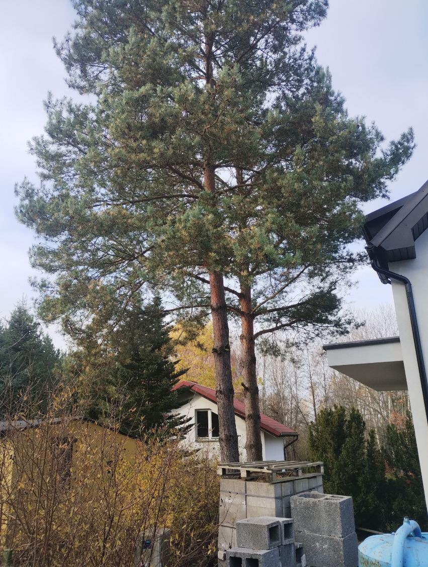 Dwie wysokie sosny w ogrodzie, widoczne zza sterty pustaków i niskich krzewów. W tle budynki z czerwonymi i białymi ścianami. Jesienne otoczenie.