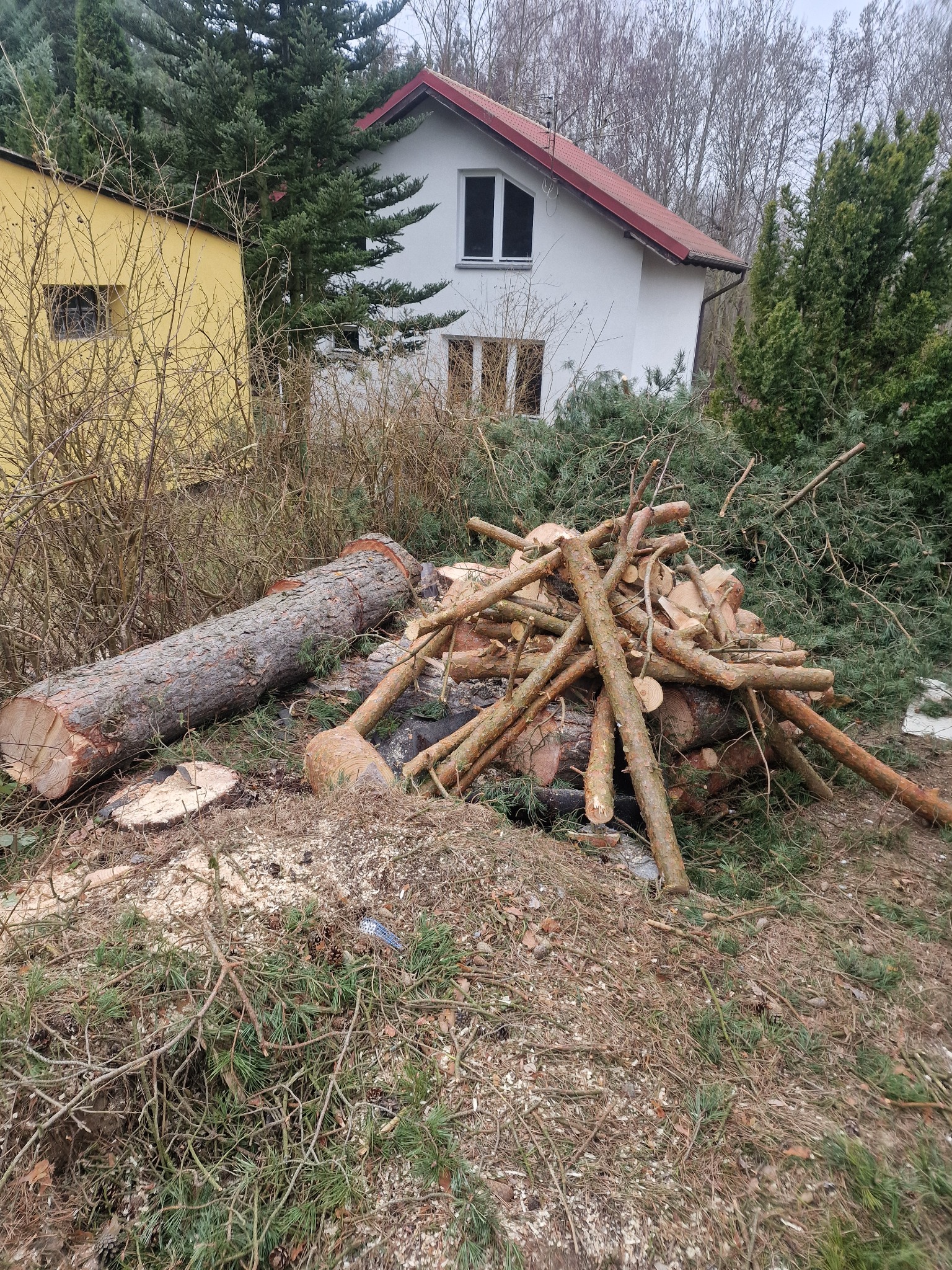 Stos pociętych gałęzi i kłód drewna na tle domu. Ślady wycinki drzew widoczne w postaci trocin i resztek gałęzi. Krajobraz po wycince drzew na posesji.