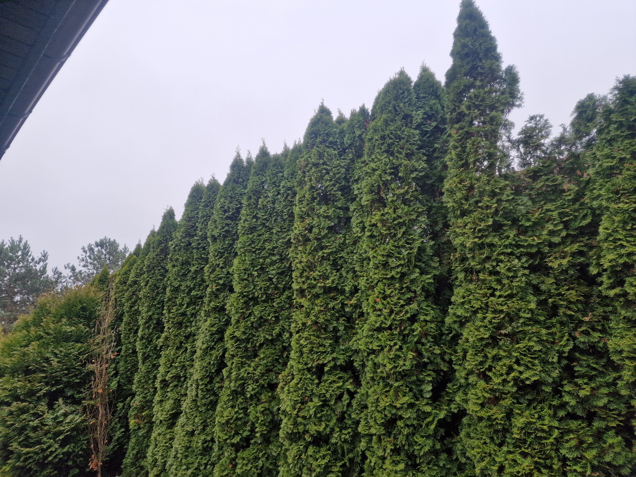 Gęsty żywopłot z tuj szmaragd, tworzący zieloną ścianę w ogrodzie. Widoczne regularne, stożkowe kształty drzew i szara, pochmurna pogoda w tle.