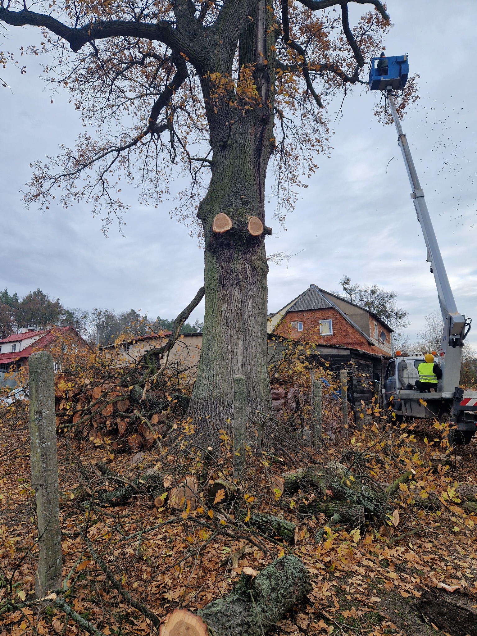 Wysoka platforma robocza przy częściowo wyciętym drzewie, z widocznymi świeżymi cięciami. Na ziemi leżą gałęzie i liście, w tle budynki.