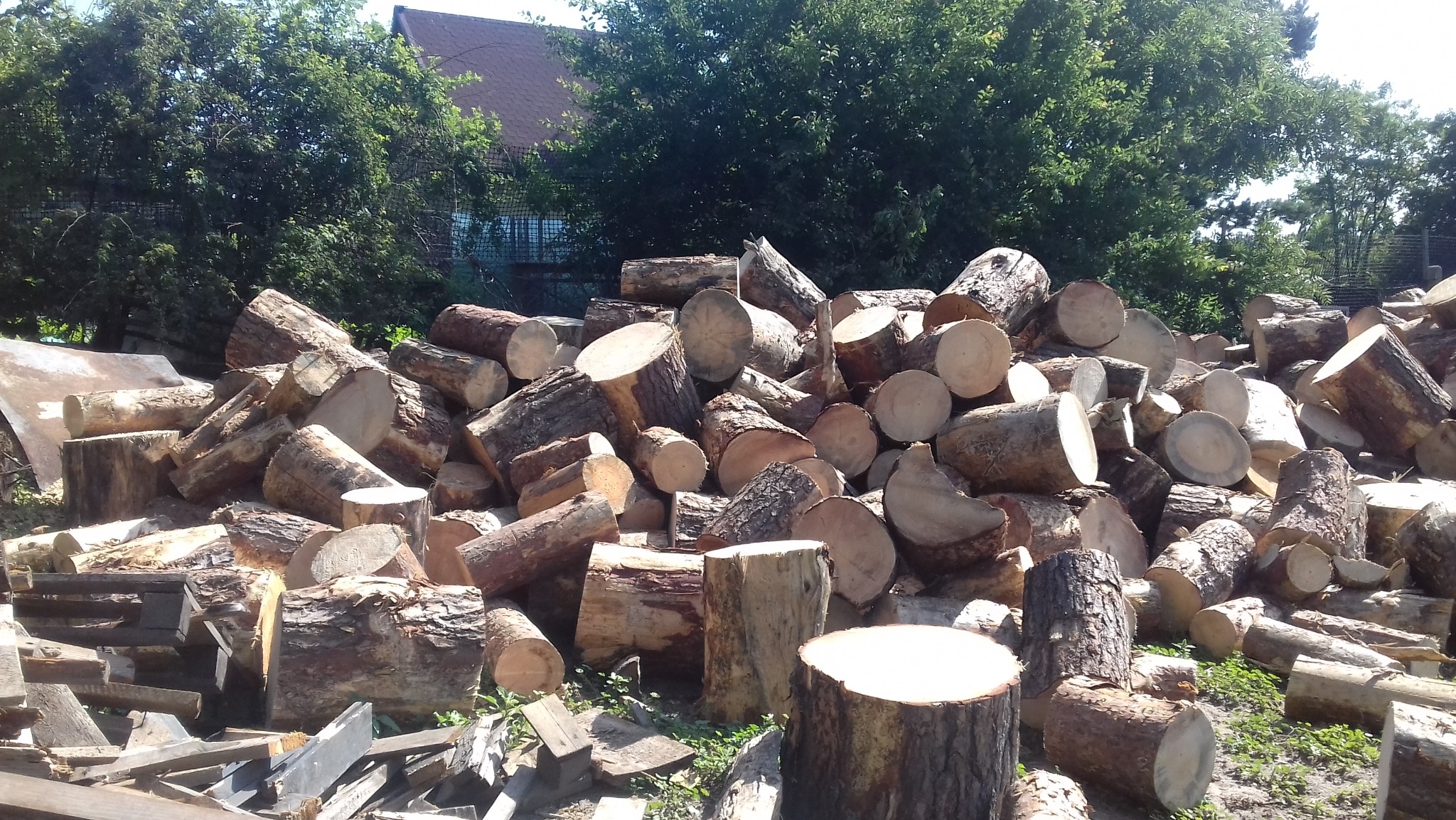 Stos pociętych pni drzew na tle zieleni i dachu domu. Świeżo ścięte drewno ułożone w pryzmę. Widoczne słoje drzew i kora. Przygotowane do transportu drewno opałowe.