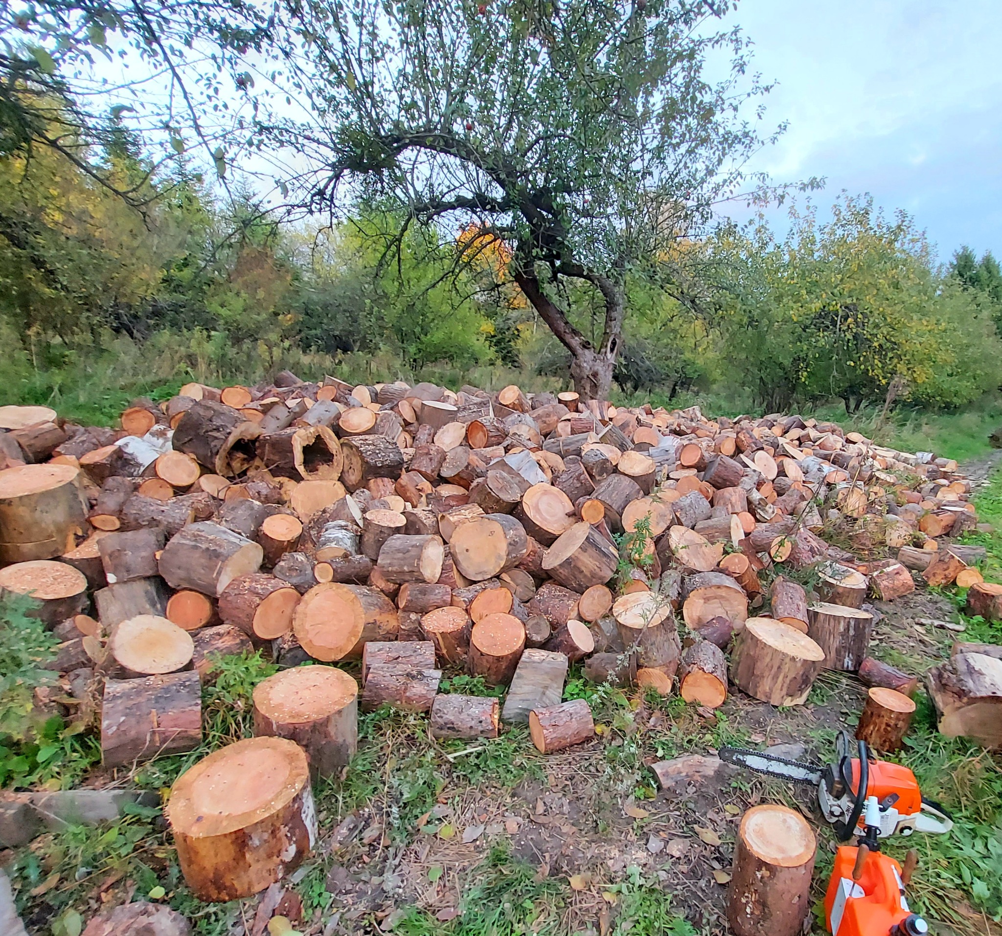 Stos pociętych pni drzew w Redzie, z pomarańczową piłą łańcuchową na pierwszym planie. W tle zielona roślinność i drzewa.