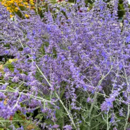Gęsty krzew lawendy rosyjskiej z drobnymi, fioletowymi kwiatami na srebrzystych łodygach, z żółtymi i zielonymi roślinami w tle.