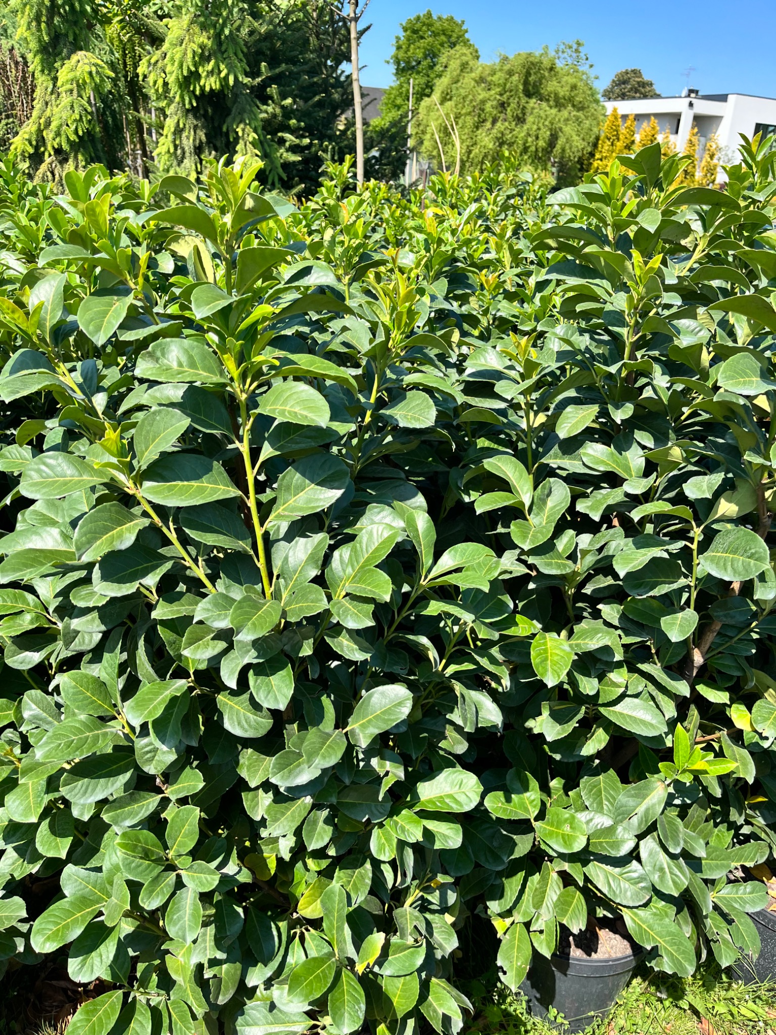 Gęsty rząd krzewów laurowiśni w doniczkach, przygotowanych do posadzenia, z nowoczesnym domem w tle.