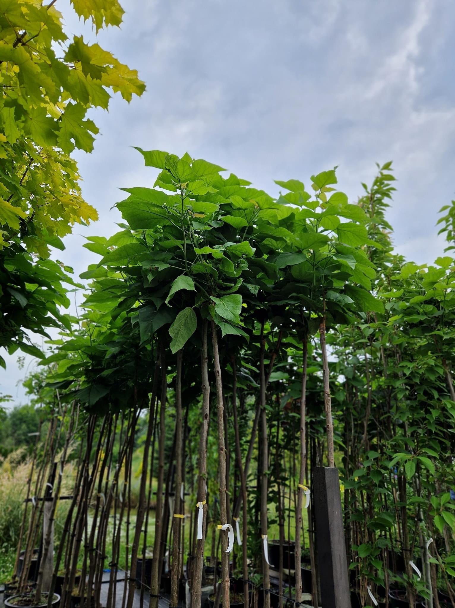 Rząd młodych drzewek w szkółce, z zielonymi liśćmi i brązowymi pniami, przygotowanych do przesadzenia, widok z dołu na tle pochmurnego nieba.