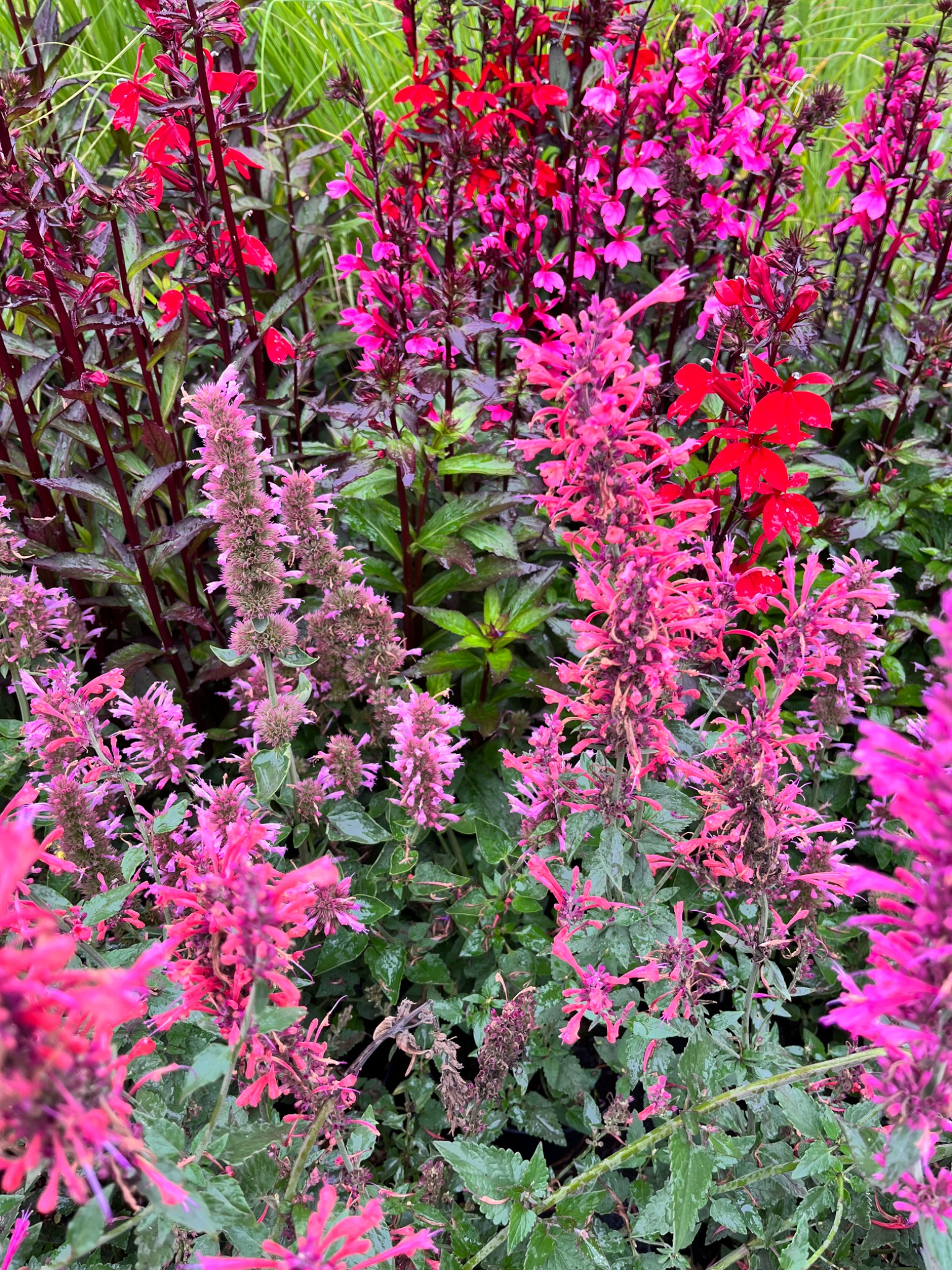 Kępa kwitnących na różowo i czerwono roślin ozdobnych w ogrodzie, z widocznymi kroplami wody na liściach po deszczu.