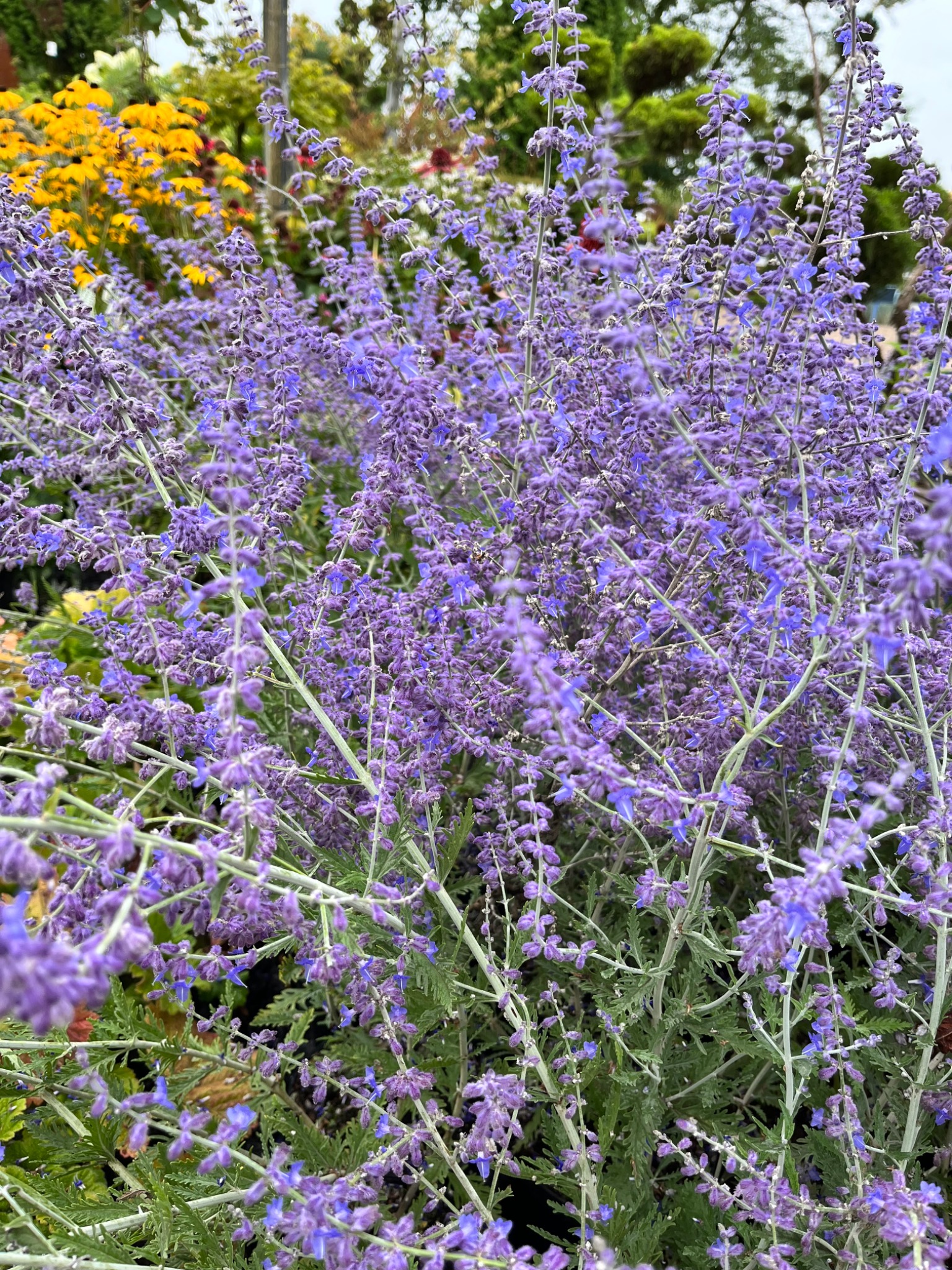 Gęsty krzew lawendy rosyjskiej z drobnymi, fioletowymi kwiatami na srebrzystych łodygach, z żółtymi i zielonymi roślinami w tle.