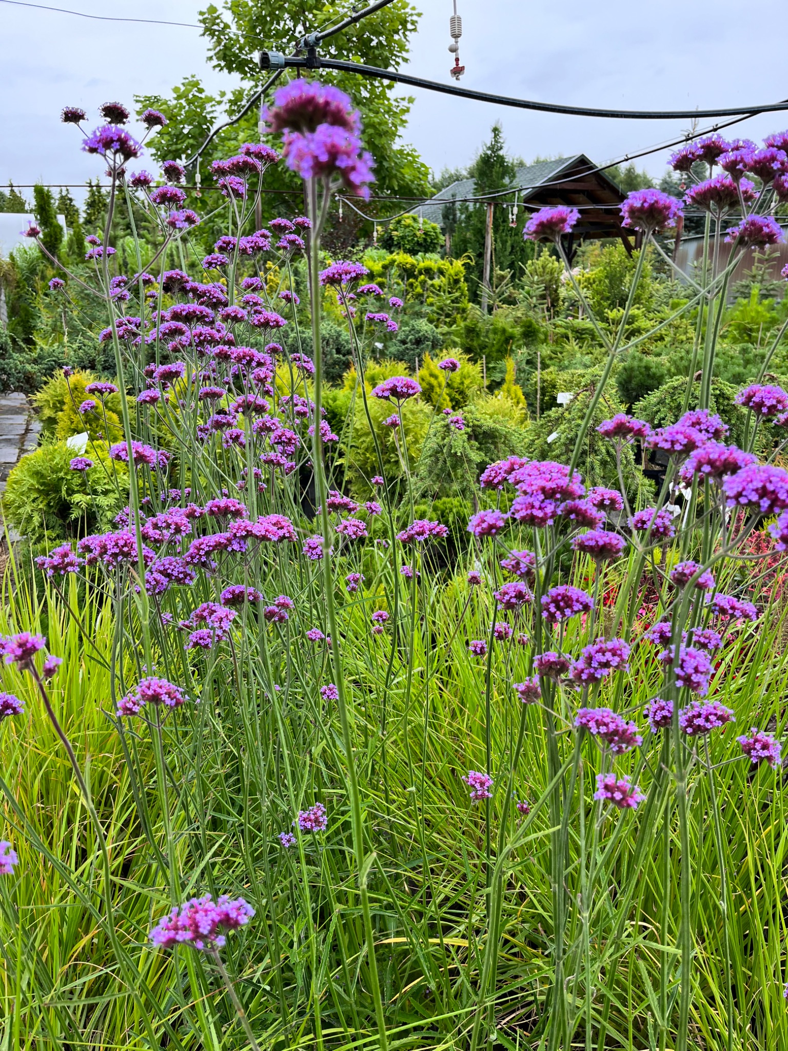 Kępa wysokich, fioletowych kwiatów werbeny patagońskiej na tle szkółki roślin iglastych i pawilonu ogrodowego.