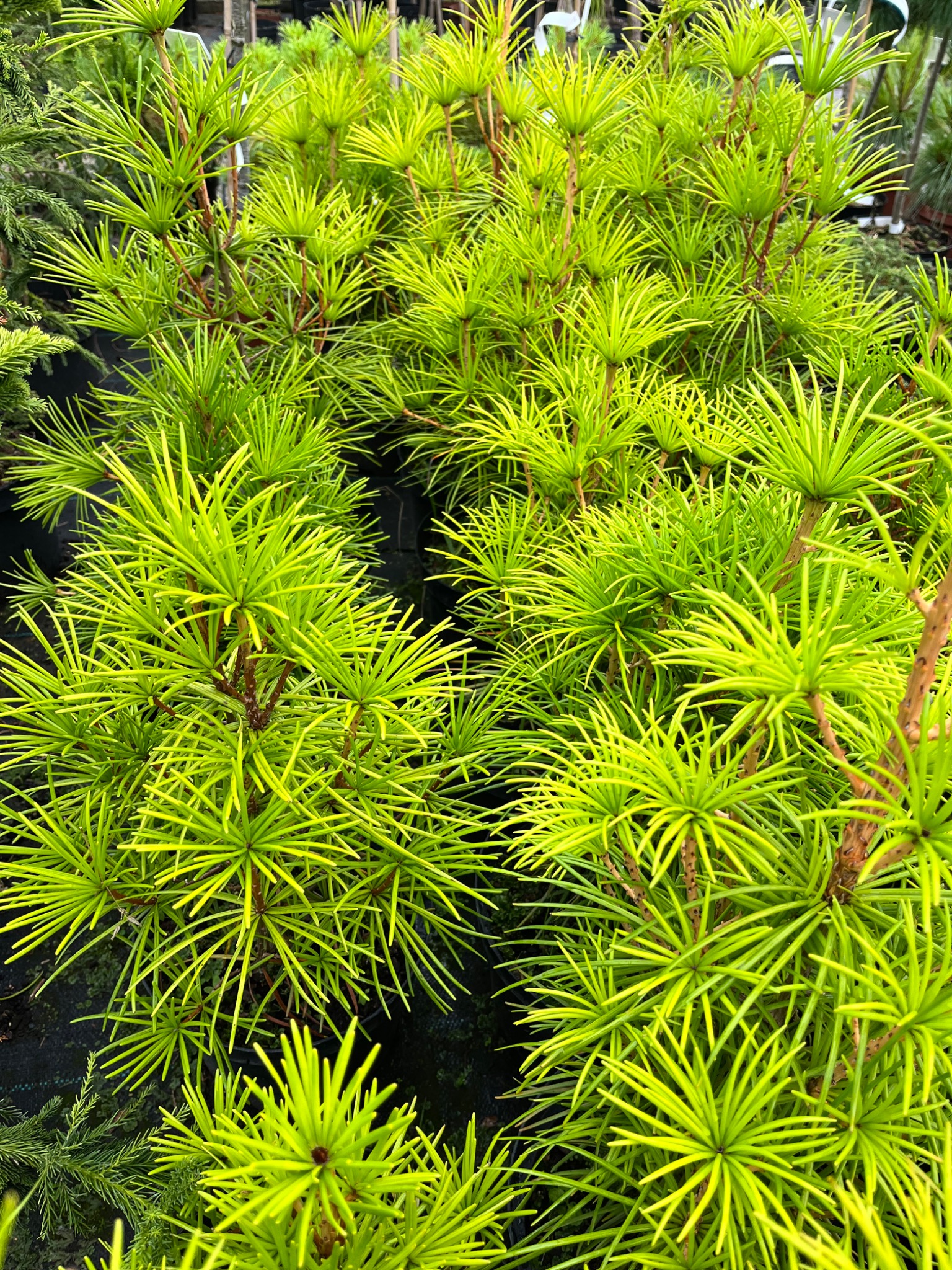 Jasnozielone iglaki o długich igłach, rosnące w donicach, widoczne z góry, tworzące gęsty, dekoracyjny wzór.