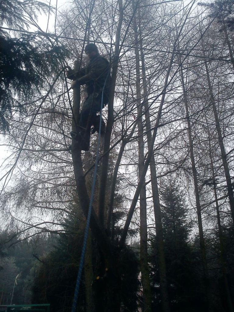 Arborysta w uprzęży, wspinający się na wysokie drzewo bez liści z użyciem liny, na tle pochmurnego nieba.