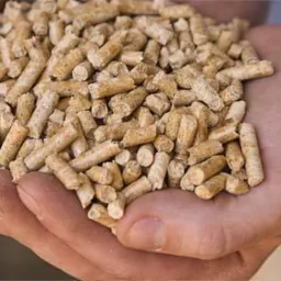 Dłonie trzymające garść jasnych, cylindrycznych granulek z widoczną strukturą drewna, na neutralnym tle.