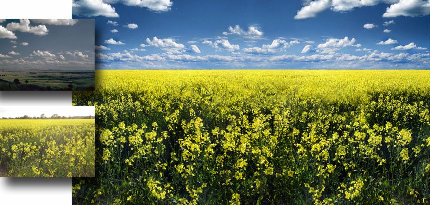 Szerokie pole kwitnącego rzepaku pod błękitnym niebem z białymi chmurami, z dodatkowymi wklejonymi fragmentami krajobrazu w lewym górnym i dolnym rogu zdjęcia, tworzącymi efekt kolażu.