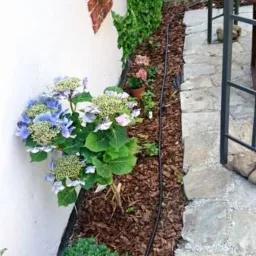 Kaskadowa hortensja o błękitnych kwiatach przy białej ścianie z donicą na różowe kwiaty, kora jako ściółka, widoczny fragment kamiennego chodnika i konstrukcji altany.