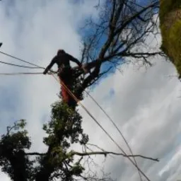 Arborysta w kasku i czerwonych spodniach, zabezpieczony linami, przycina gałęzie wysokiego drzewa na tle pochmurnego nieba.