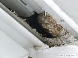 Gniazdo os wewnątrz konstrukcji budynku, widoczne uszkodzenia materiału izolacyjnego.