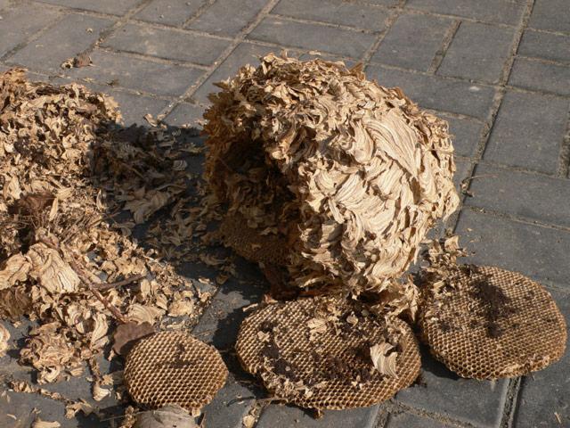 Usunięte gniazdo os z widocznymi plastrami miodu i resztkami konstrukcji na szarej kostce brukowej, pozostałość po zwalczaniu os.