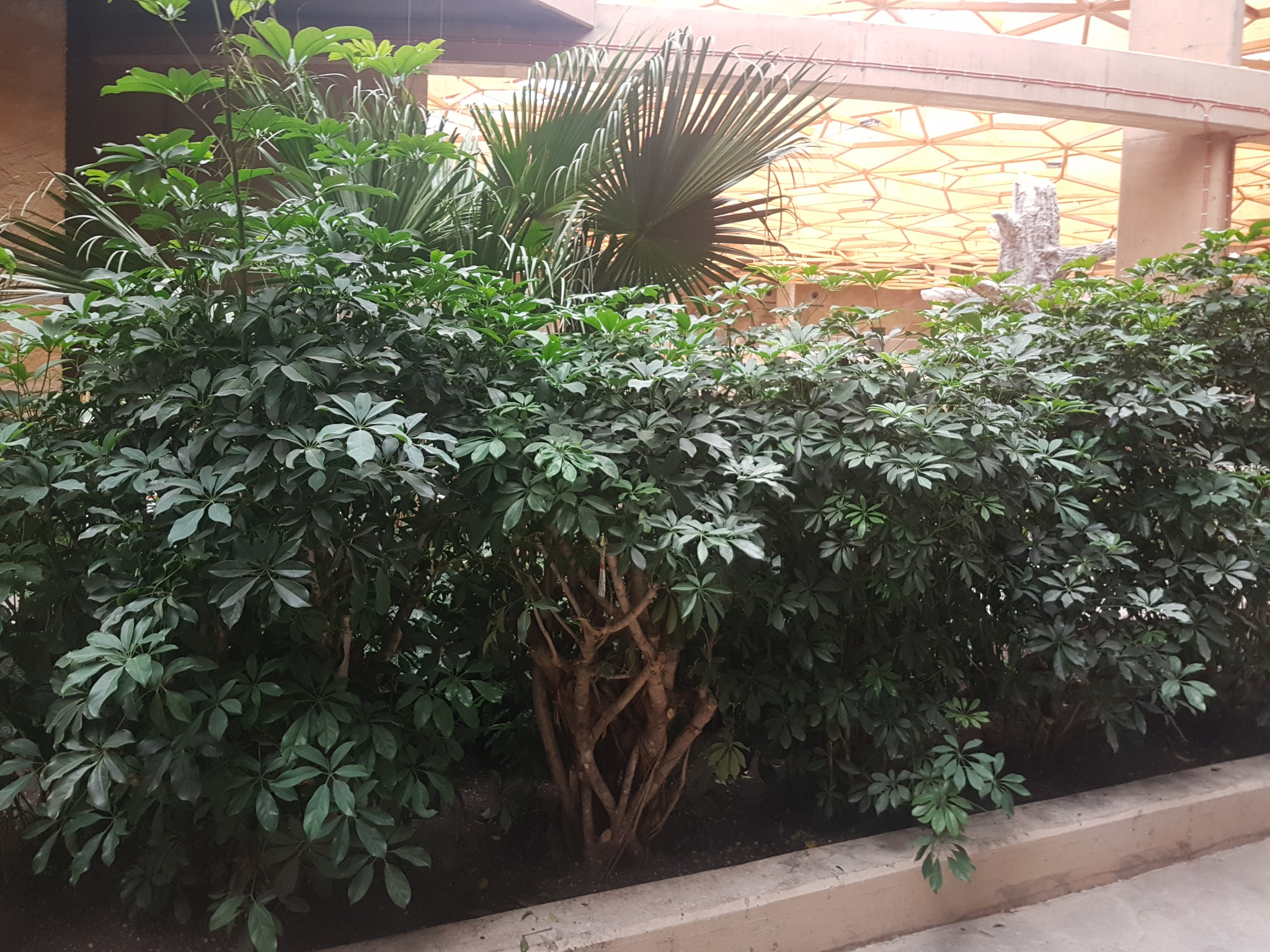 Aranżacja zieleni wewnątrz budynku: krzewy o gęstych liściach i palma wachlarzowa pod ażurowym sufitem, obok betonowa rzeźba imitująca pień drzewa.