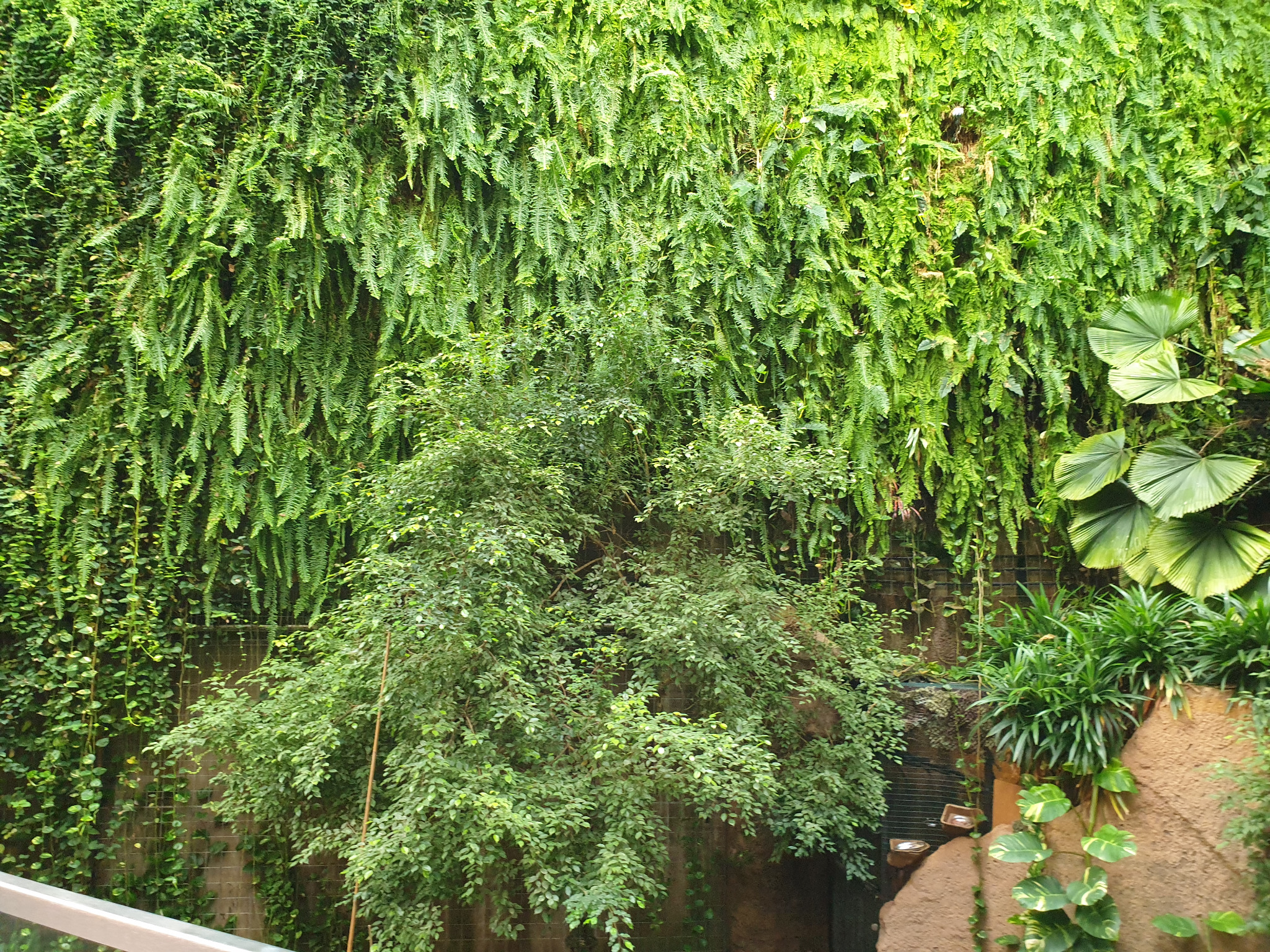 Gęsta, pionowa ściana zieleni z paprociami i innymi roślinami, z małym drzewem na pierwszym planie, tworząca naturalny, zielony krajobraz.