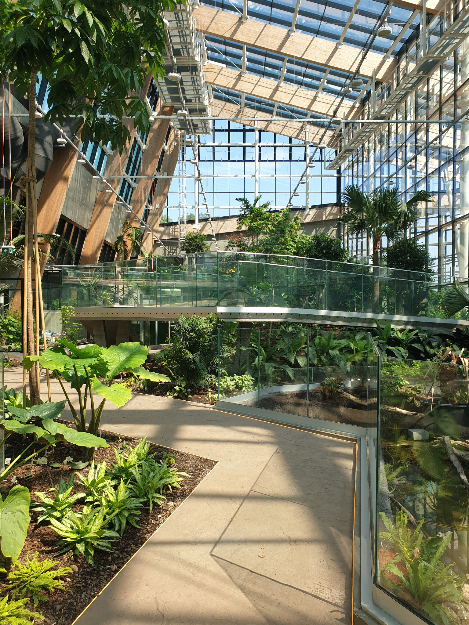 Nowoczesna szklarnia z egzotyczną roślinnością, betonową ścieżką i przeszklonymi balustradami, oświetlona naturalnym światłem wpadającym przez szklany dach.