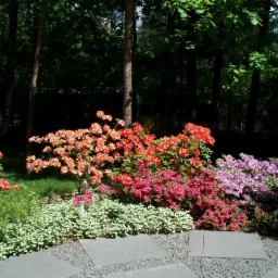 Kolorowy ogród z kwitnącymi azaliami w odcieniach czerwieni, różu i pomarańczy, otoczony zielenią i kamienną ścieżką. Naturalne oświetlenie podkreśla barwy kwiatów.