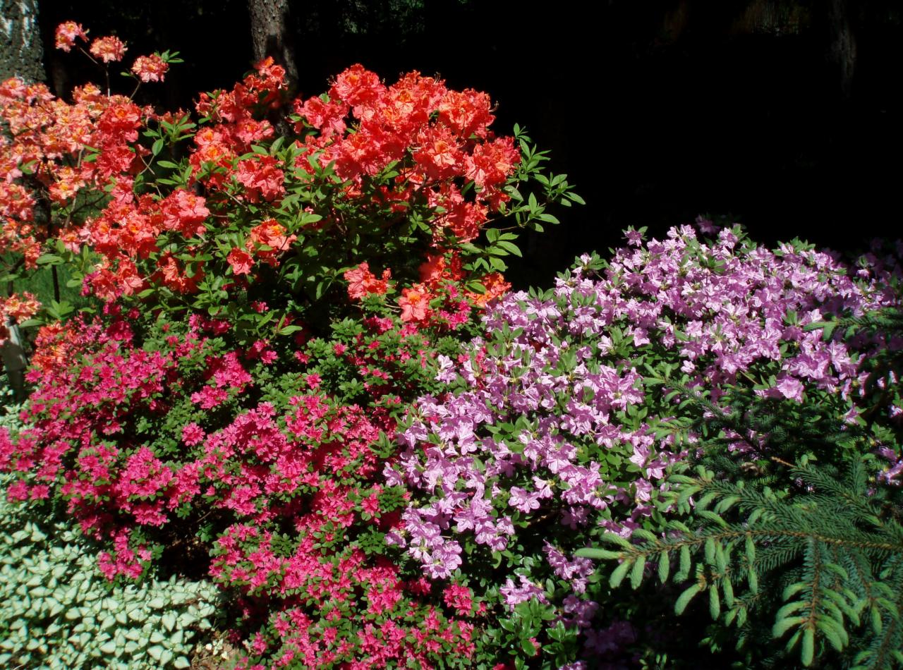 Kwitnące krzewy azalii w odcieniach różu, pomarańczy i fioletu, z zielonymi liśćmi i fragmentem iglaka w prawym dolnym rogu. Tło stanowi ciemna zieleń.