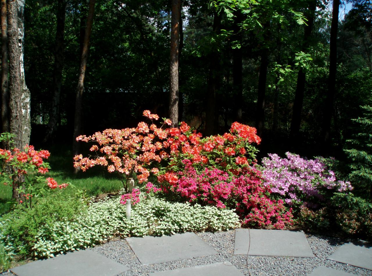 Kolorowy ogród z kwitnącymi azaliami w odcieniach czerwieni, różu i pomarańczy, otoczony zielenią i kamienną ścieżką. Naturalne oświetlenie podkreśla barwy kwiatów.