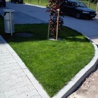 Świeżo ułożony trawnik z rolki o trójkątnym kształcie, ograniczony szarą kostką brukową i krawężnikiem. W tle widoczny mały klon czerwony, kosz na śmieci i zaparkowany czarny samochód.