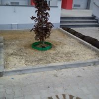 Przygotowany teren pod trawnik z rolki z młodym drzewkiem w zielonej osłonie, widoczne obrzeża i wałek z trawą w tle.