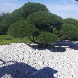 OGRODY PILARSCY mamy zielone pojecie..... - Formowana sosna na tle białych kamieni w ogrodzie przydomowym, z widoczną elewacją budynku i fragmentem trawnika.