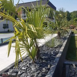 OGRODY PILARSCY mamy zielone pojecie..... - Podwyższona rabata z palmami i ciemnym grysem kamiennym na tle nowoczesnego domu z basenem.