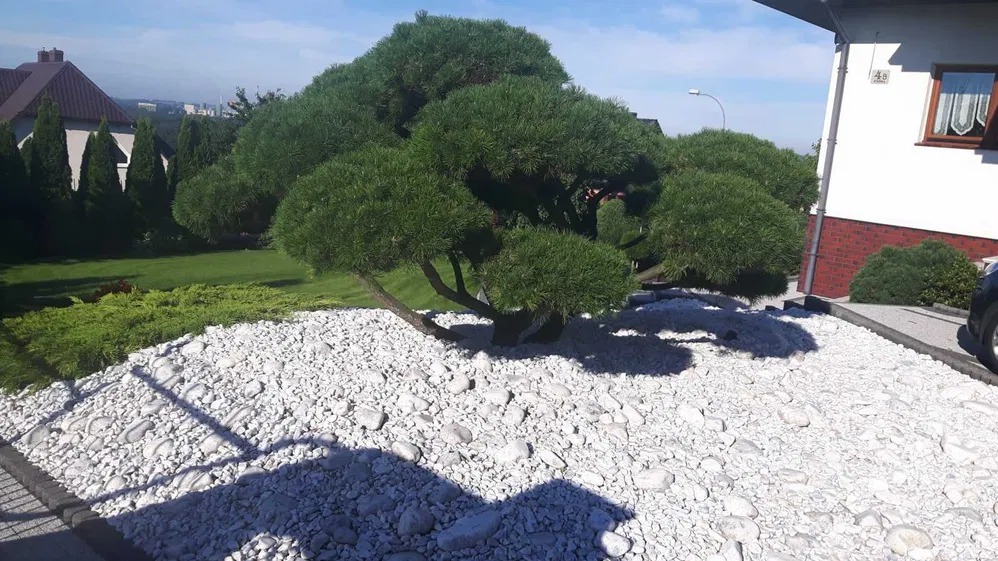 Formowana sosna na tle białych kamieni w ogrodzie przydomowym, z widoczną elewacją budynku i fragmentem trawnika.