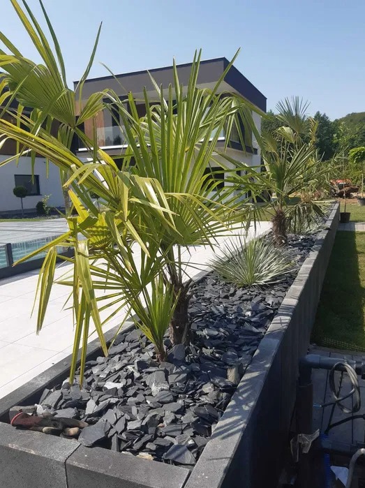 Podwyższona rabata z palmami i ciemnym grysem kamiennym na tle nowoczesnego domu z basenem.