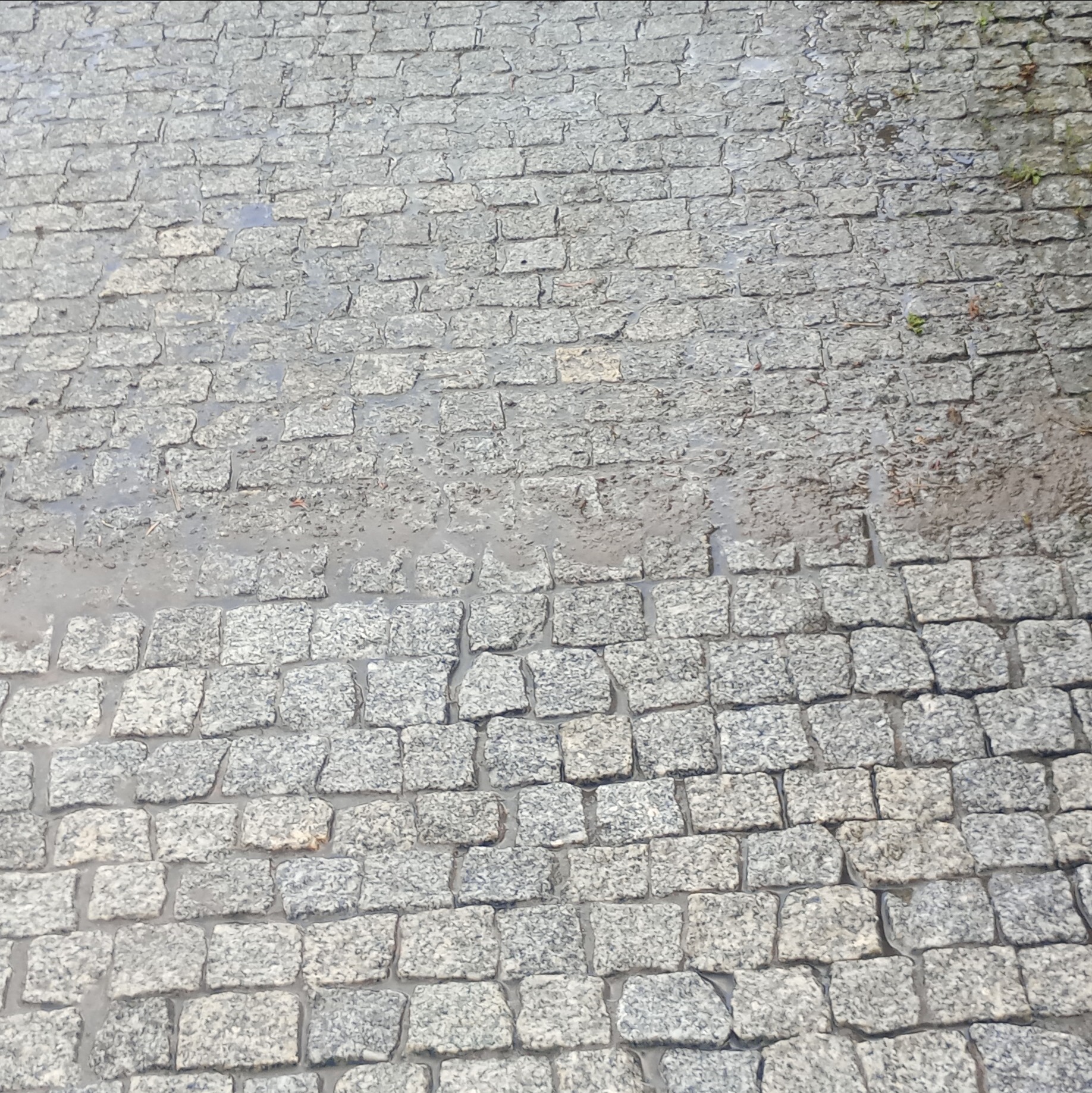 Szara kostka granitowa ułożona w regularny wzór, częściowo mokra, z widocznymi fugami. Fragment murawy w prawym górnym rogu. Ujęcie z góry.