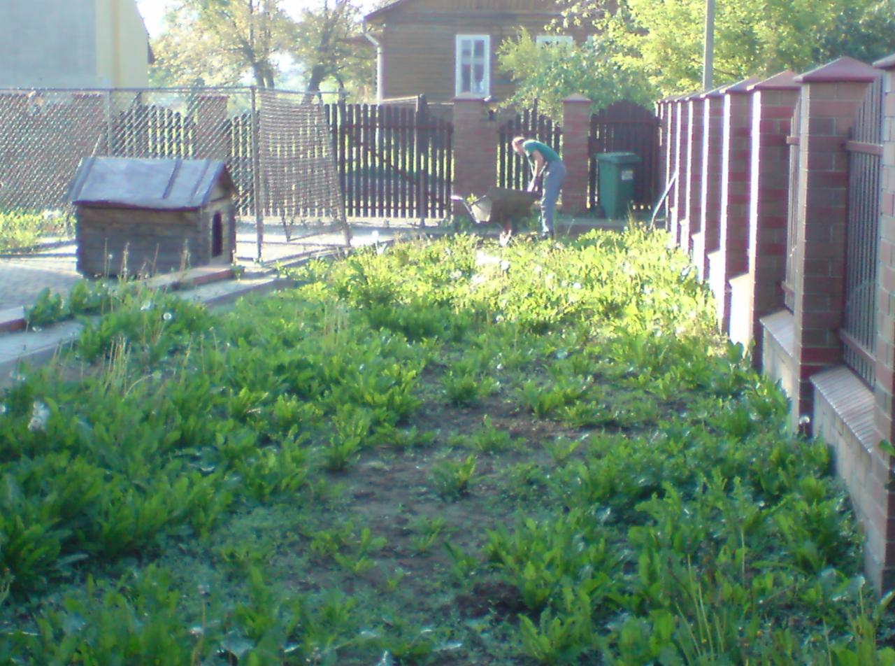 Prace ogrodowe na zarośniętej działce z widoczną budą dla psa i pracownikiem z taczką w tle.